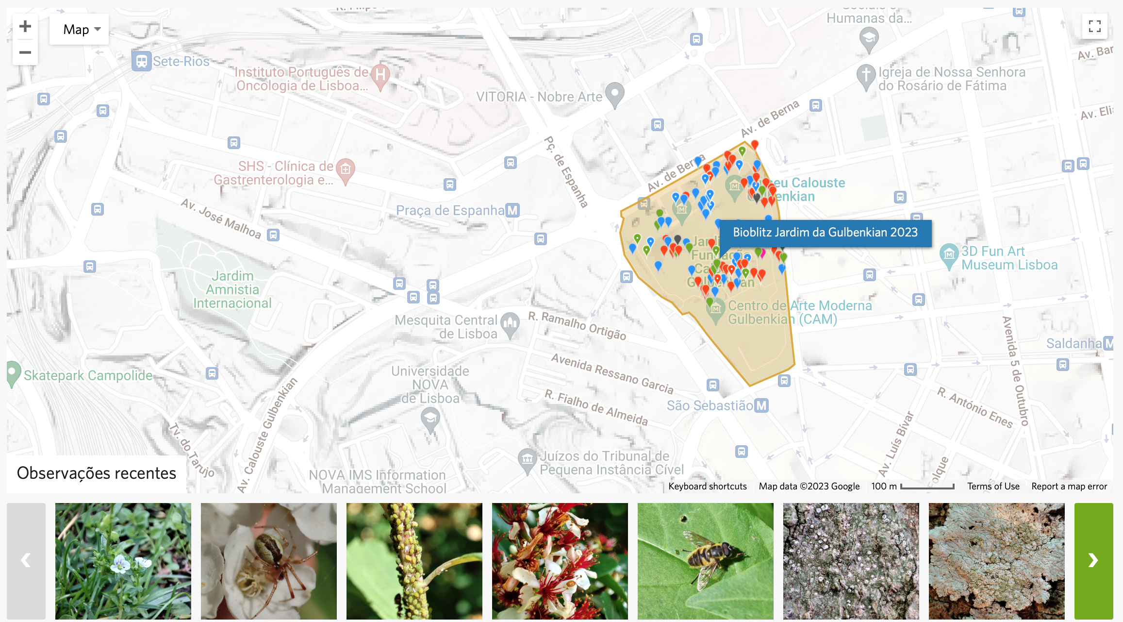 Bioblitz at Gulbenkian
